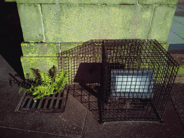 fernlight.gif