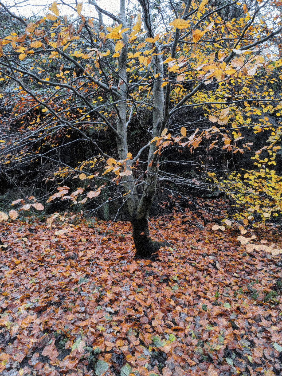 tree.gif
